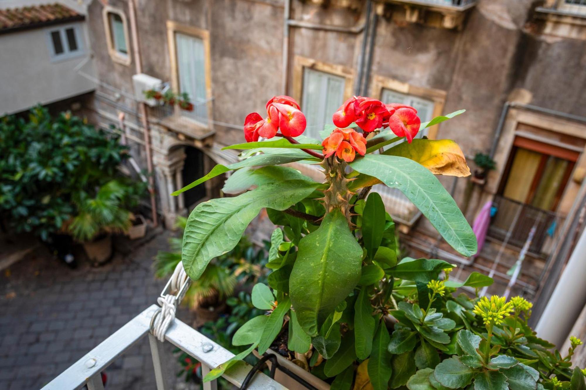 Orlando E Angelica By Tabula House Guest house Catania